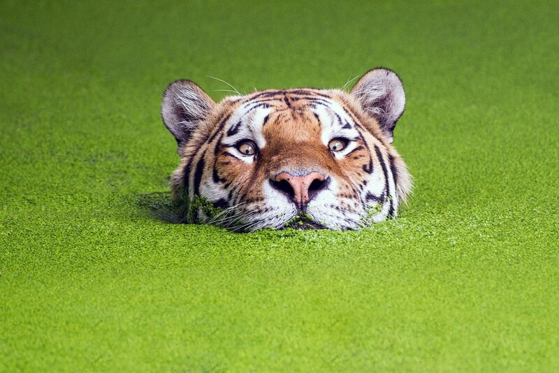 Tiger in Green Water — Calm, Photograph