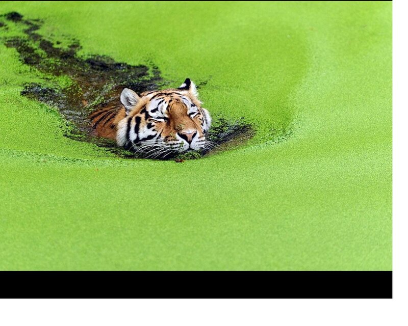 Tiger in Green Water — Calm