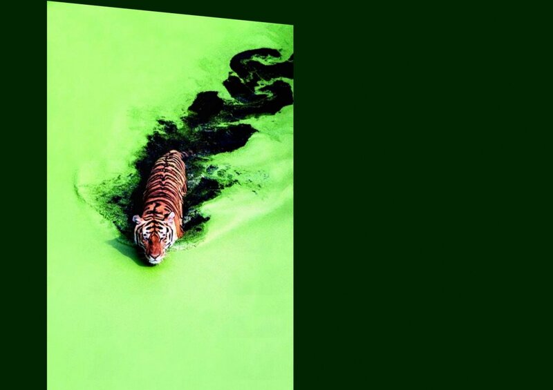 Tiger in Green Water — Dramatic