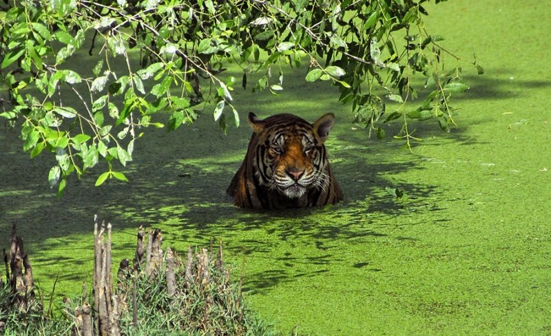 tiger in green water