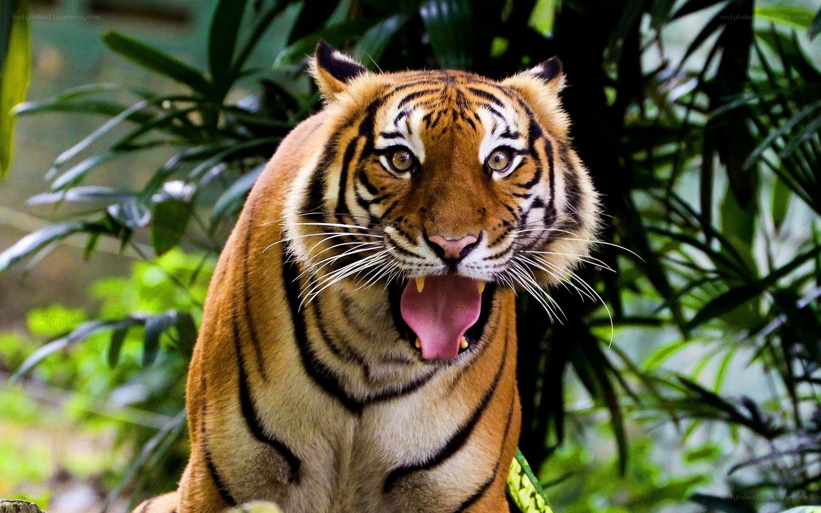 tiger in jungle environment