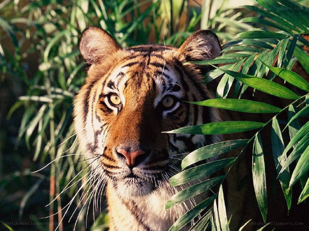 tiger in jungle foliage