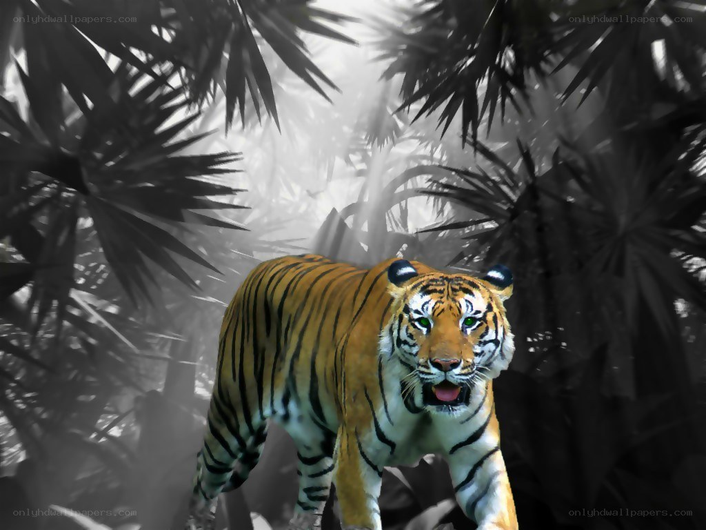tiger in jungle foliage