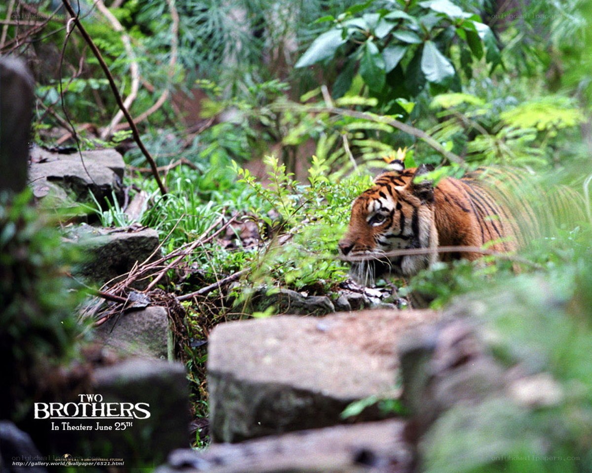 tiger in jungle foliage