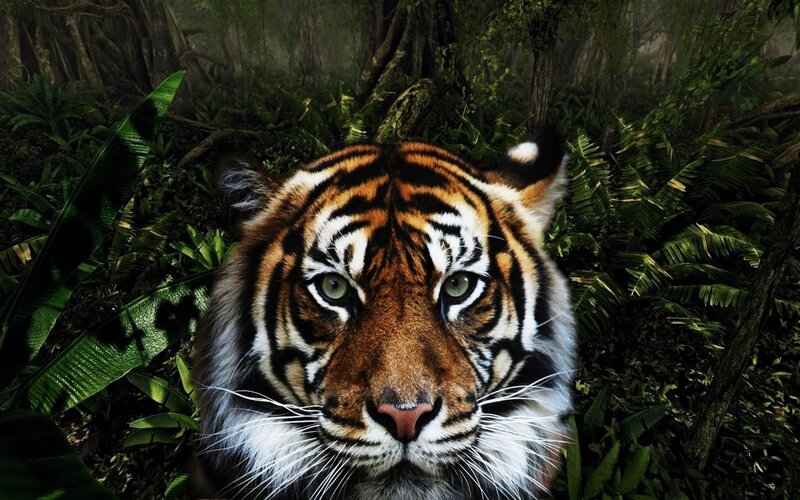 tiger in jungle forest