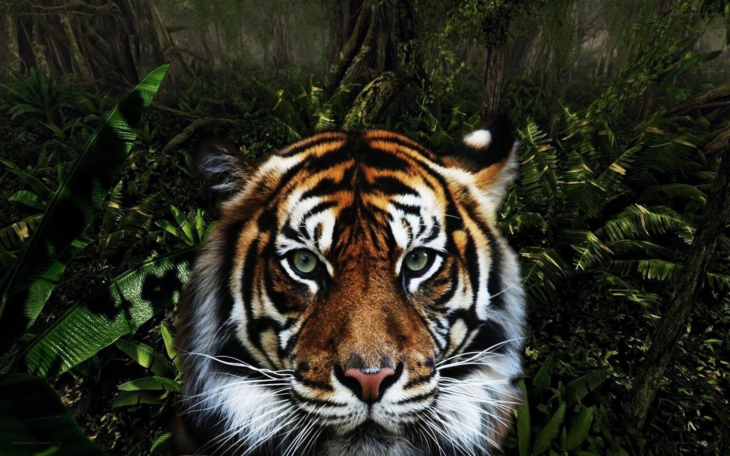 tiger in jungle forest