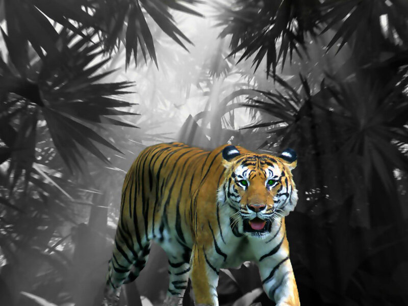 tiger in jungle forest