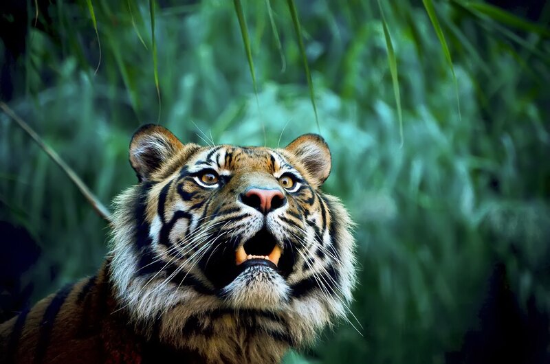 Tiger in Jungle — Green, Intense, Photograph, Grass