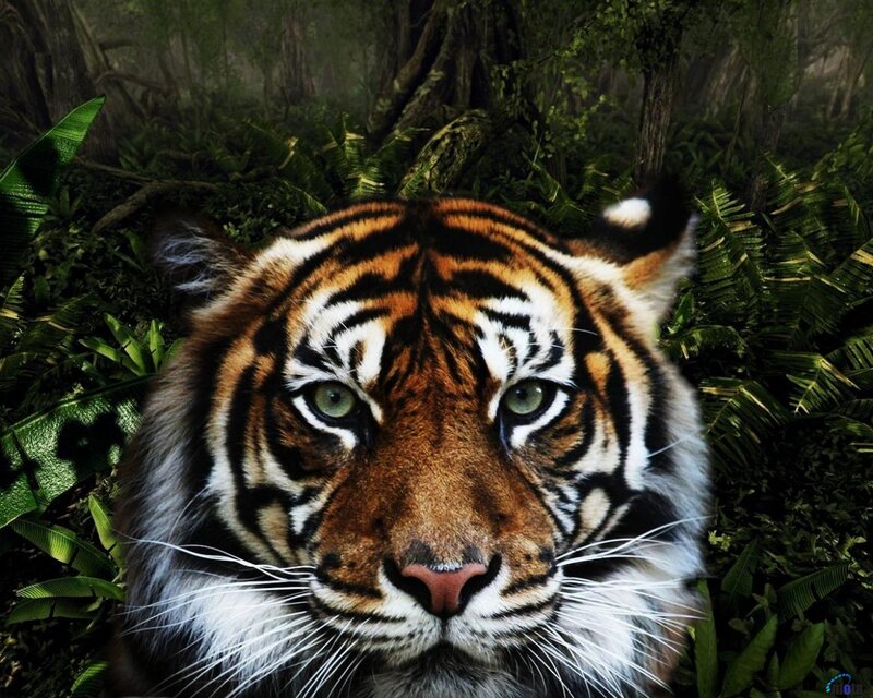 Tiger in Jungle — Green, Intense, Photograph