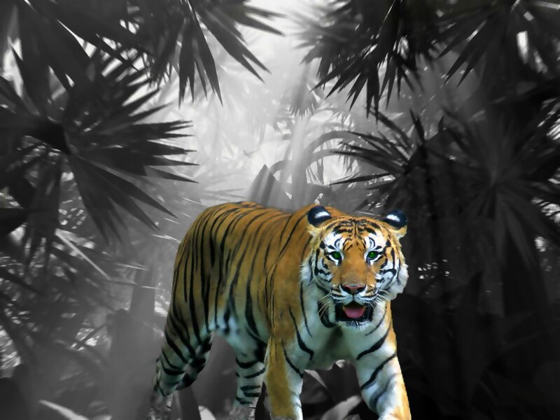 Tiger in Jungle — Orange, Dramatic