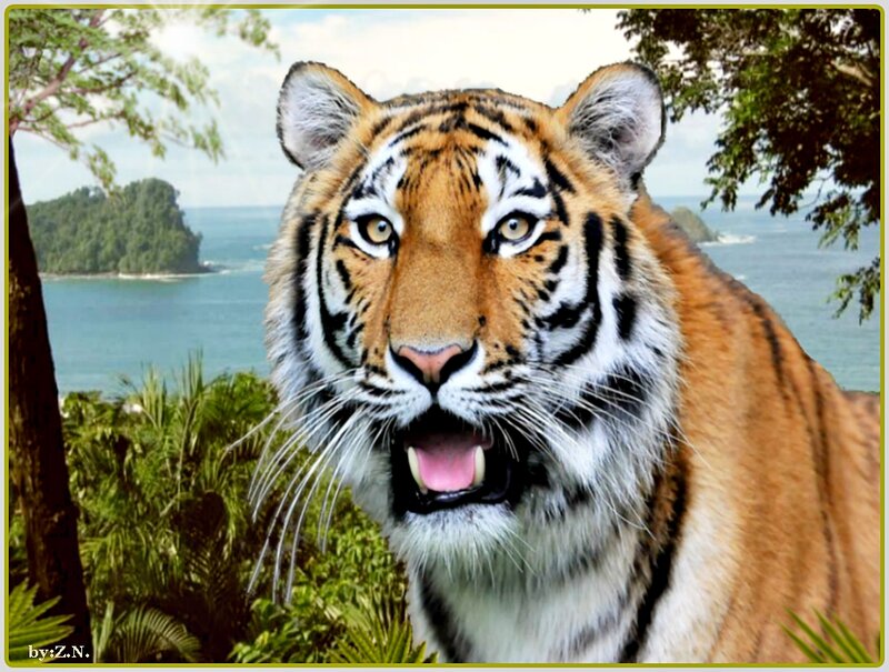 Tiger in Jungle — Orange, Natural