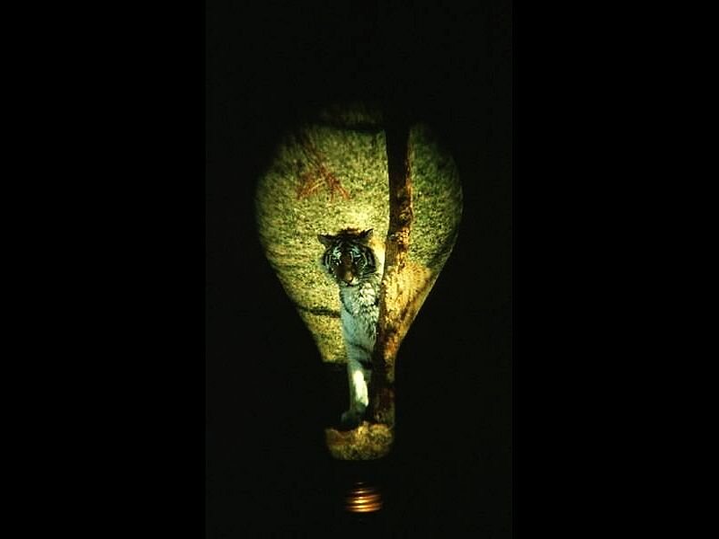Tiger in Light Bulb