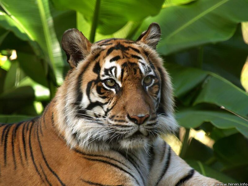 tiger in lush green foliage