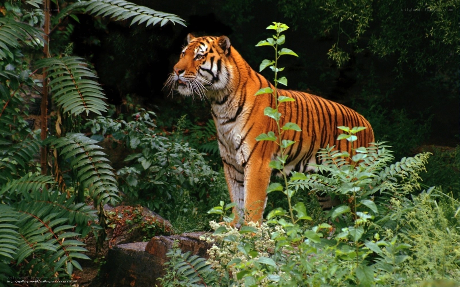 tiger in lush green foliage