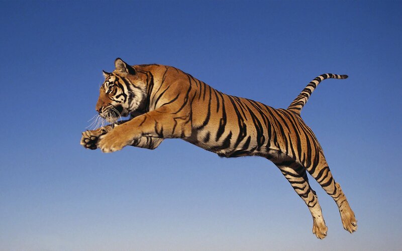 Tiger in Mid-air — Blue