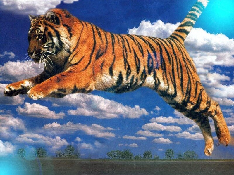 Tiger in Mid-air