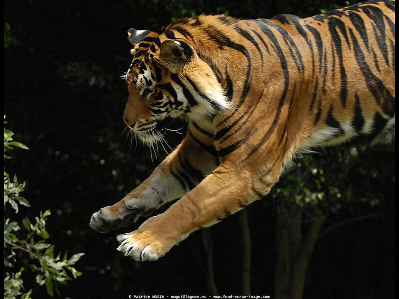 Tiger in Mid-leap