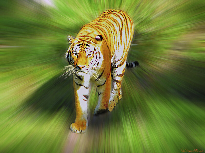 tiger in motion on green background