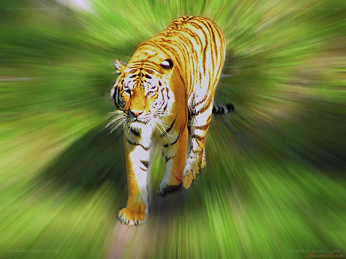 tiger in motion on green background