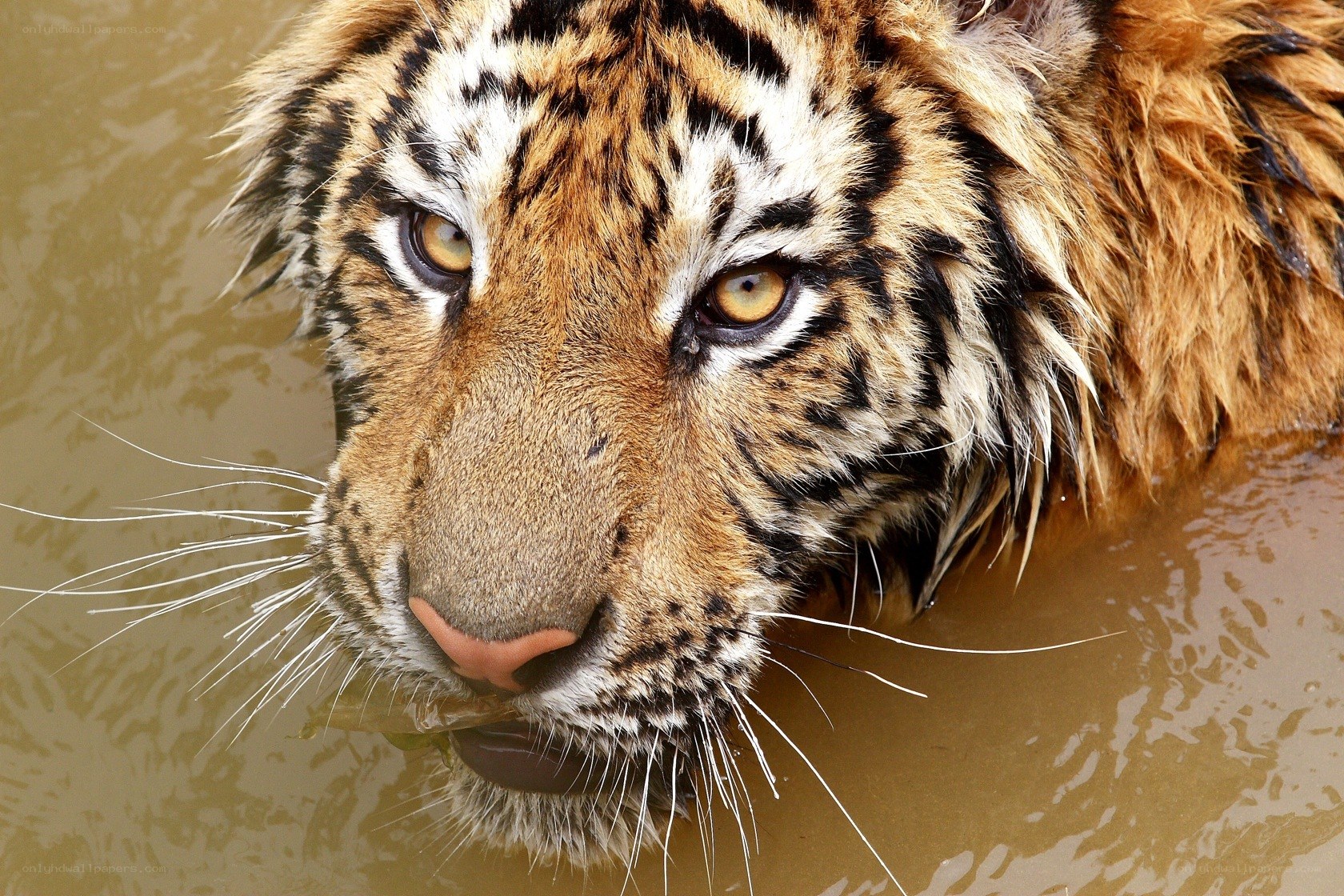 tiger in muddy water