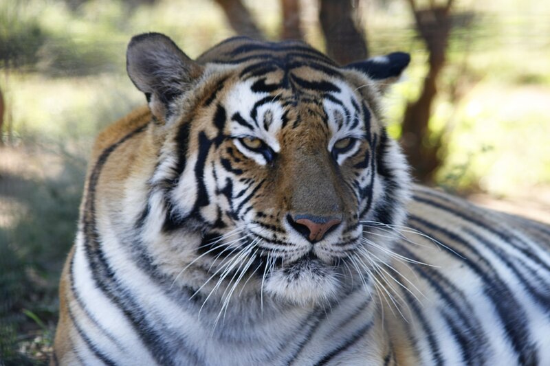 tiger in natural habitat