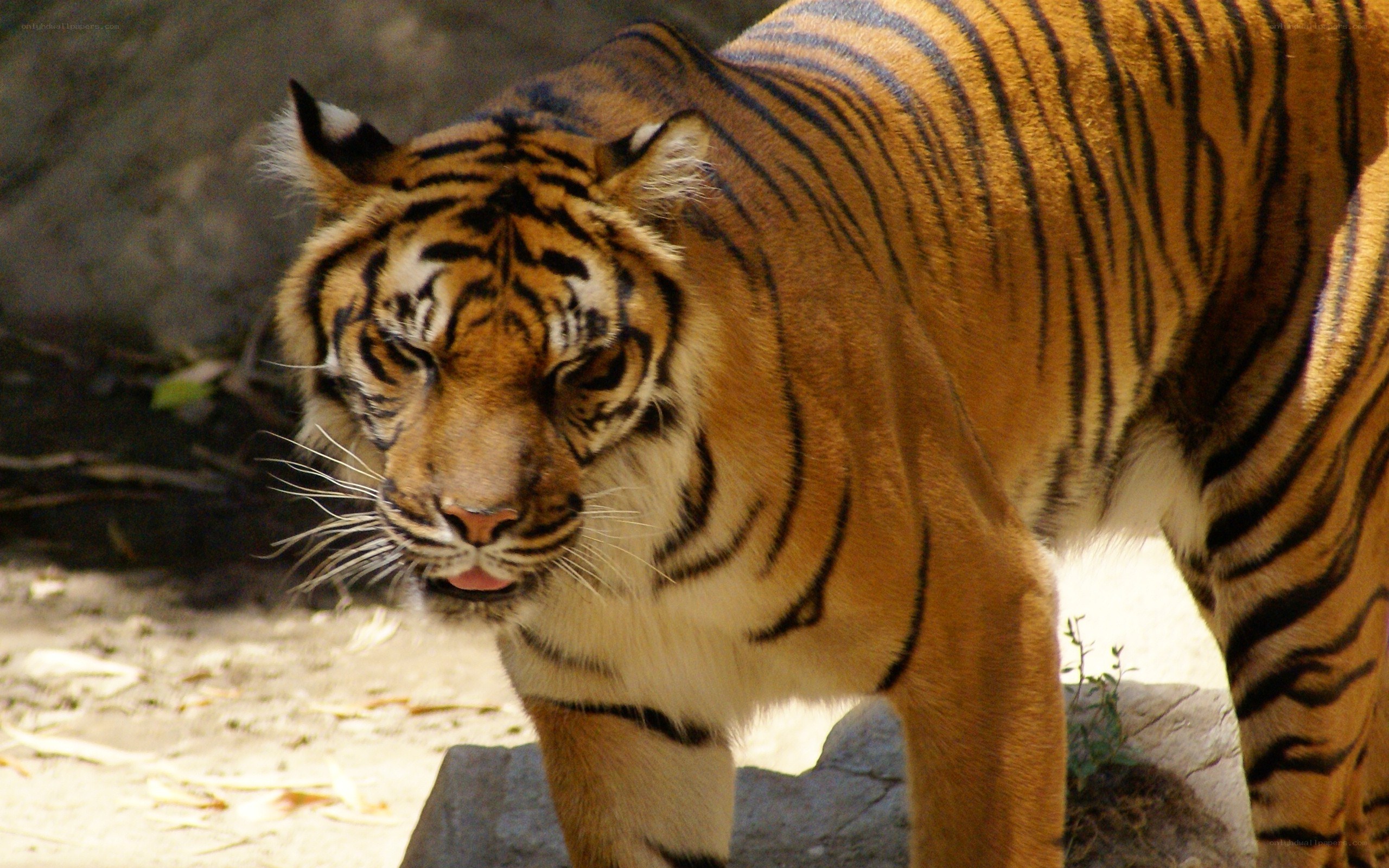 tiger in natural habitat