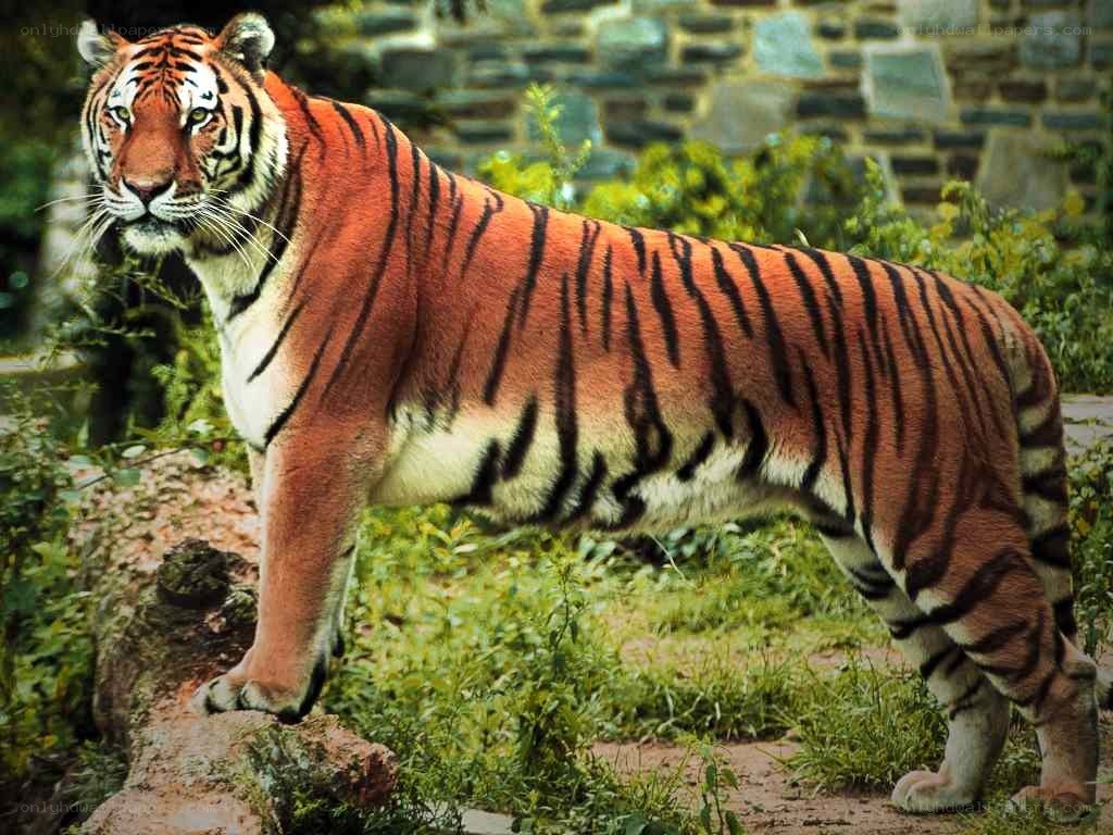 tiger in natural habitat