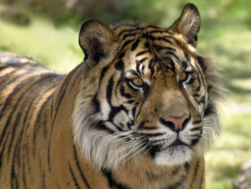 tiger in natural habitat