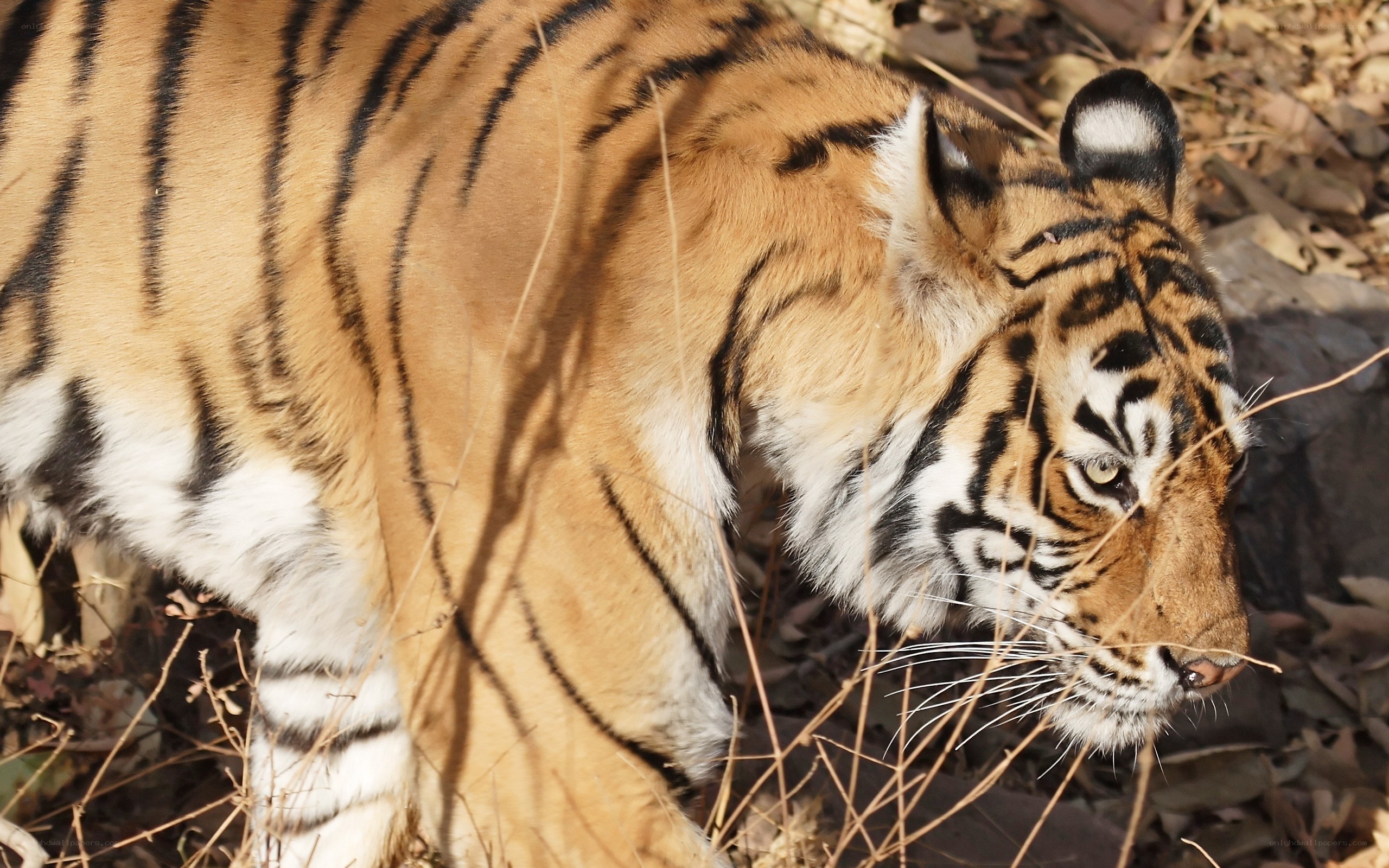 tiger in natural habitat