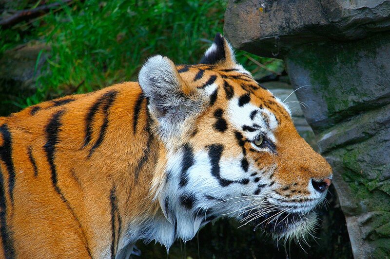 tiger in natural habitat