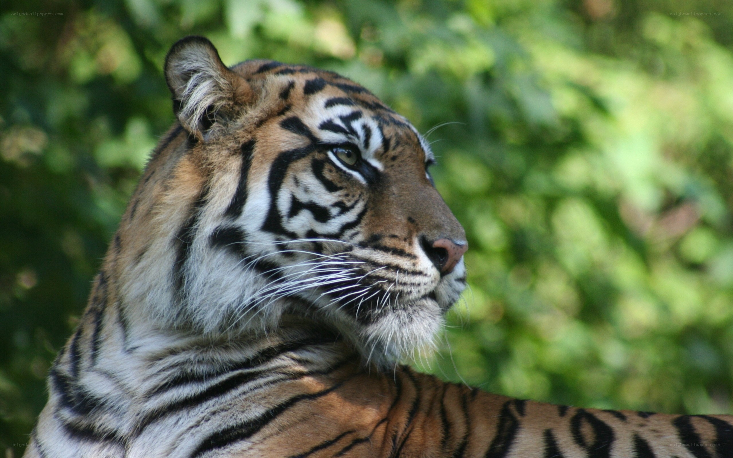 tiger in natural habitat