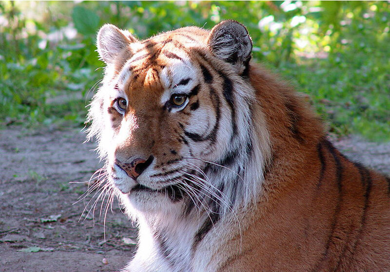 tiger in natural setting