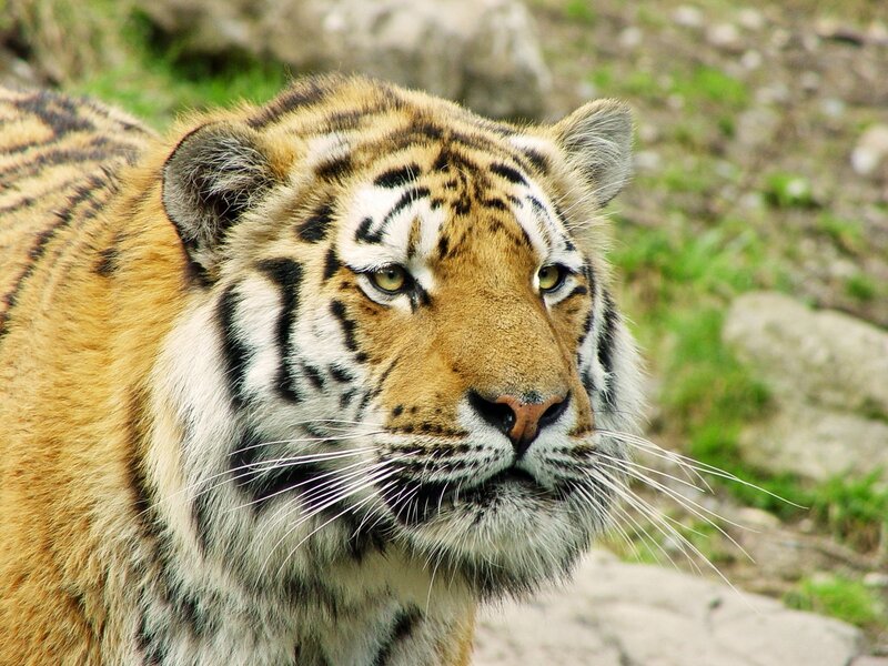 Tiger in Natural Setting — Orange