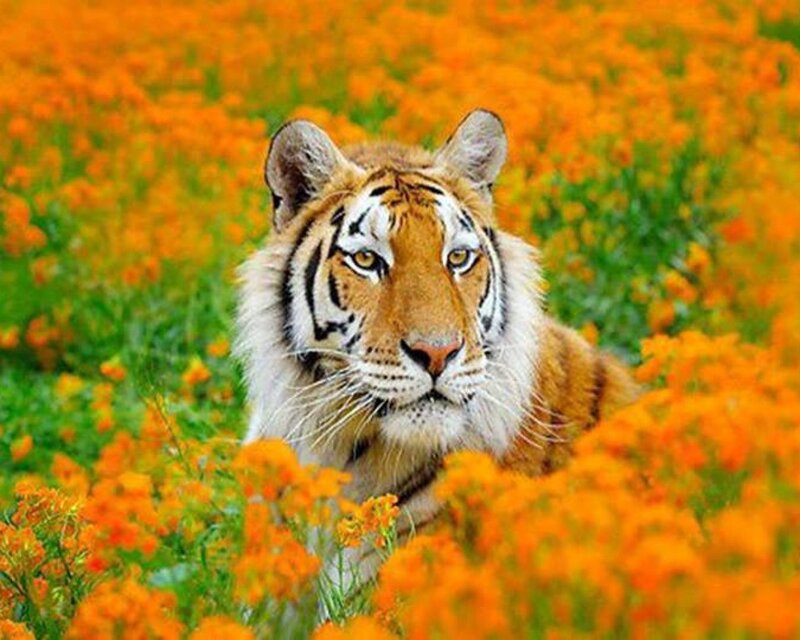 Tiger in Orange Flowers