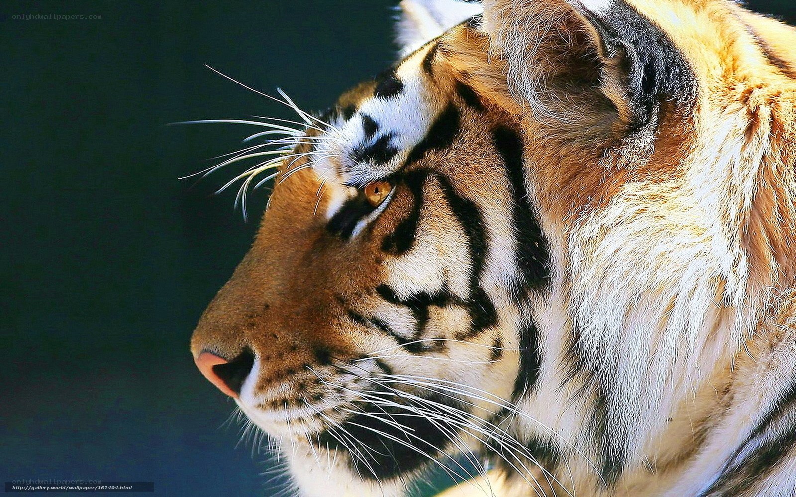 tiger in profile