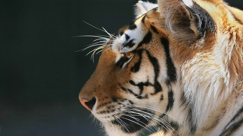 tiger in profile