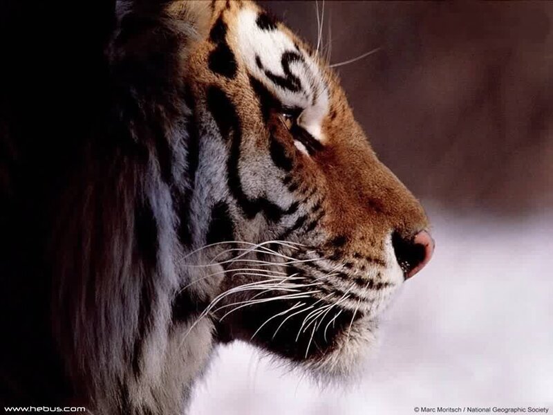 tiger in profile