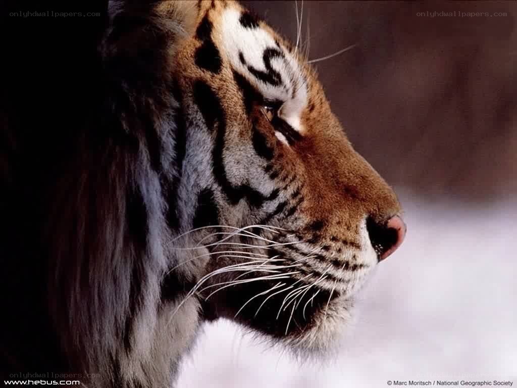 tiger in profile