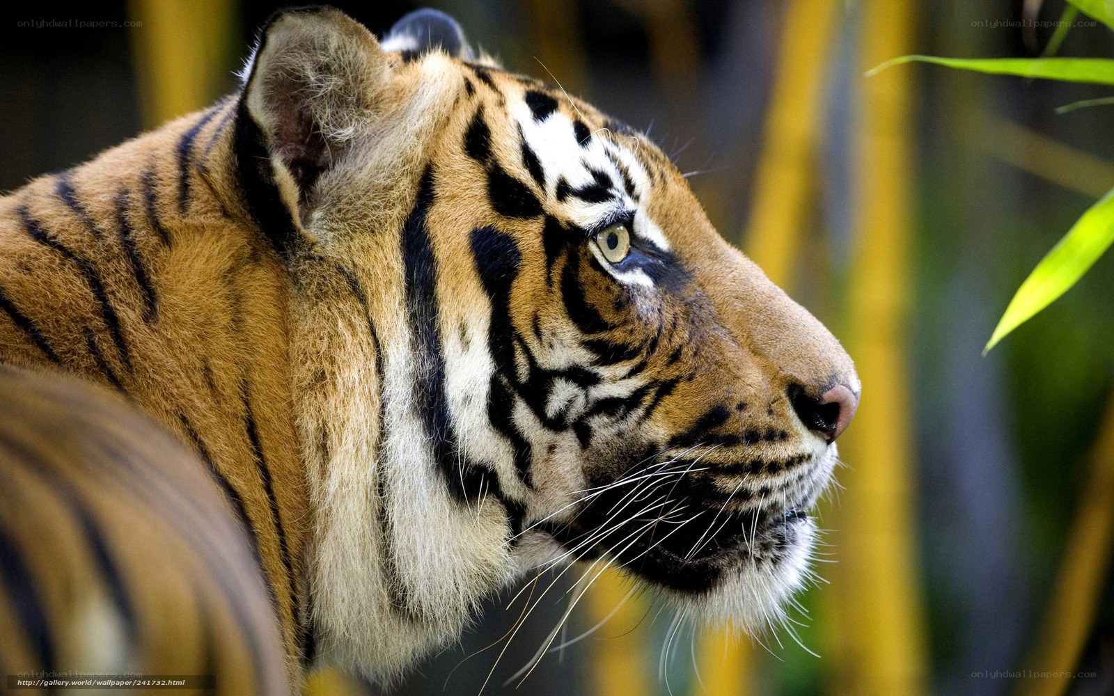 tiger in profile