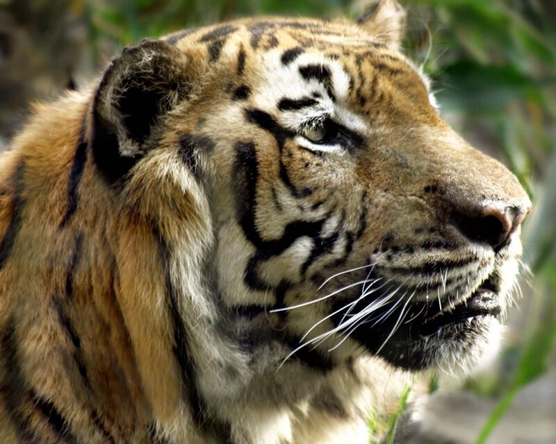 tiger in profile