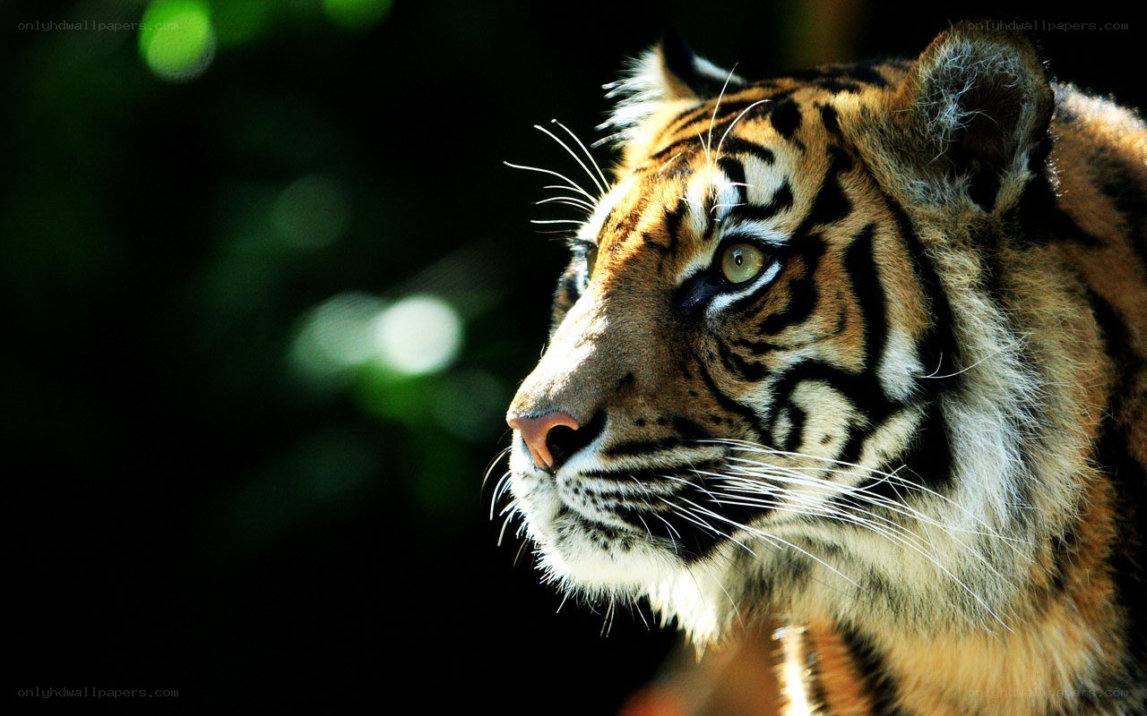 tiger in profile