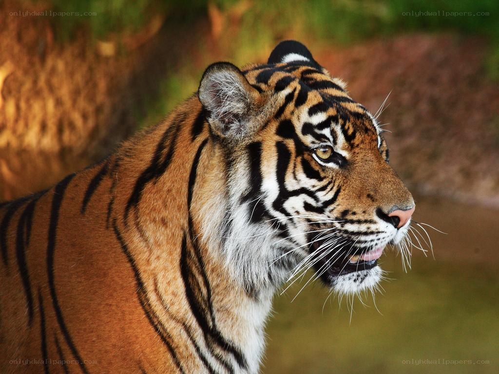 tiger in profile