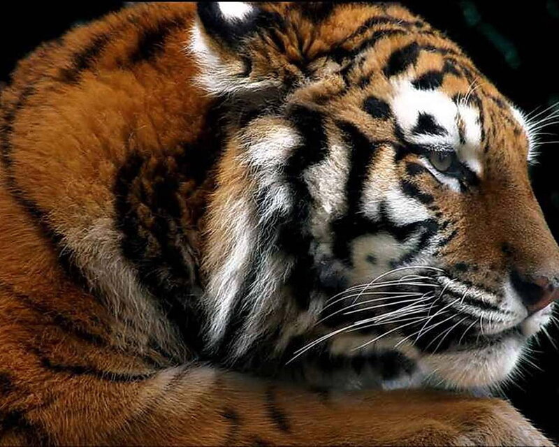 tiger in profile