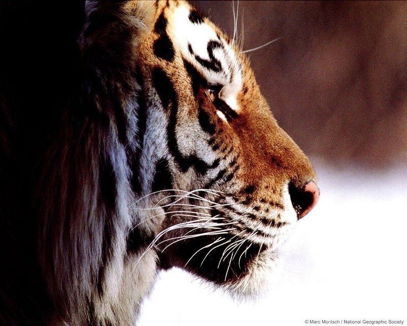 Tiger in profile