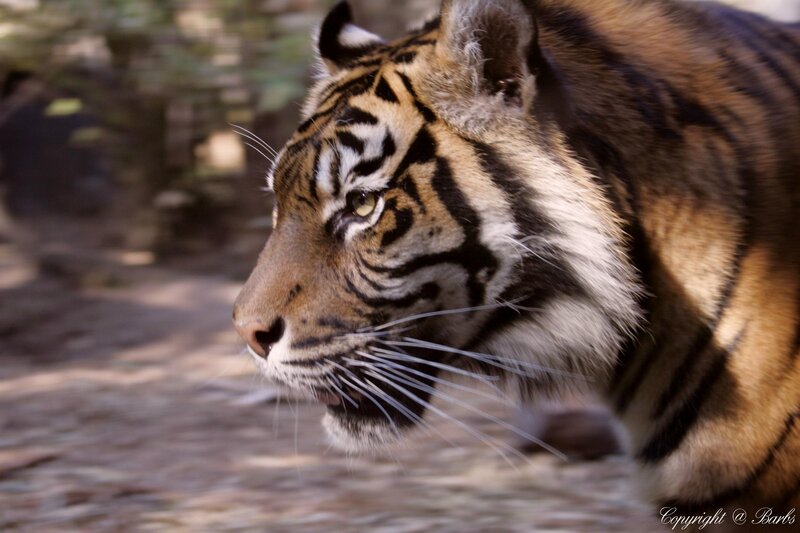 tiger in profile