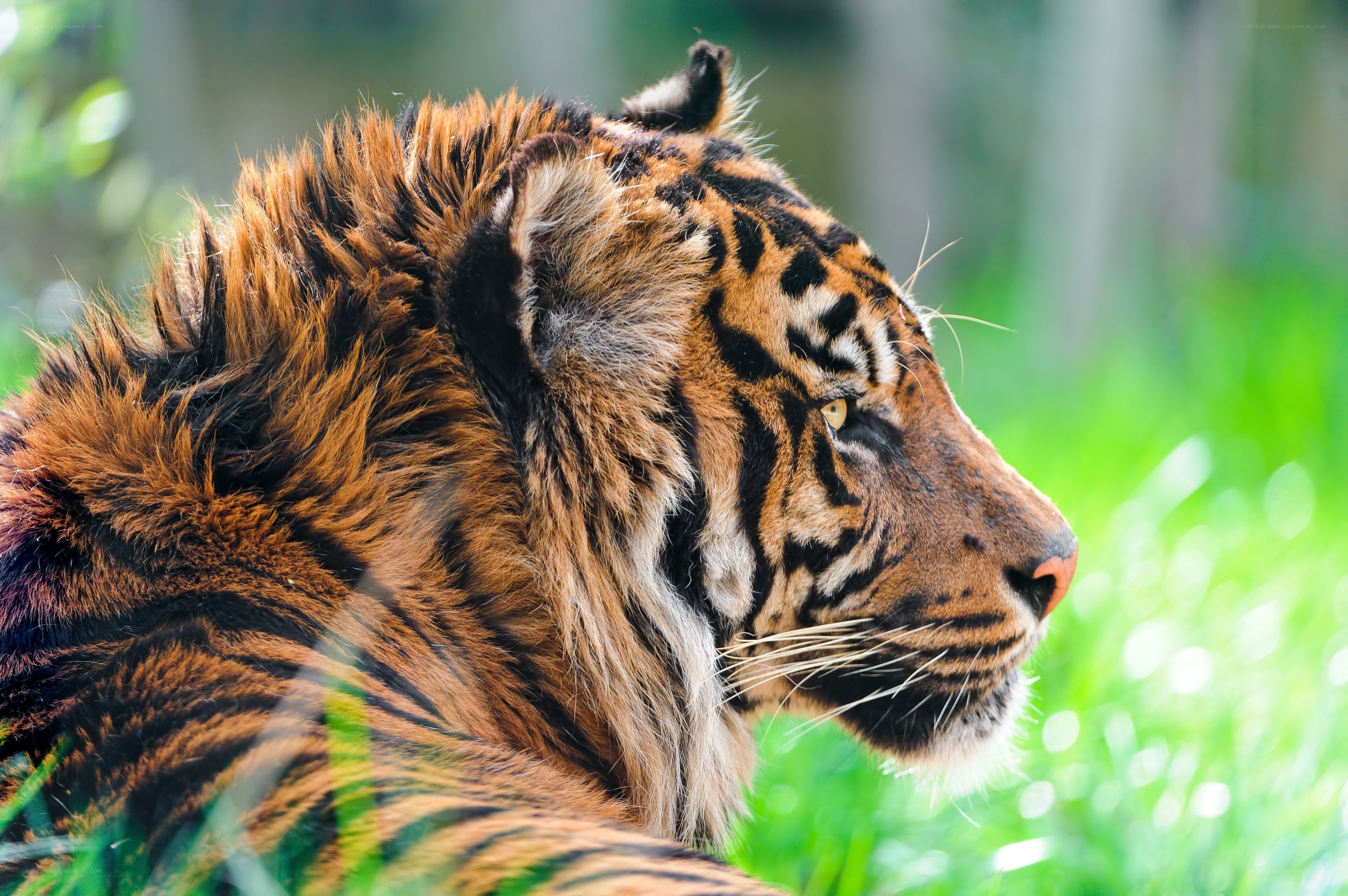 tiger in profile