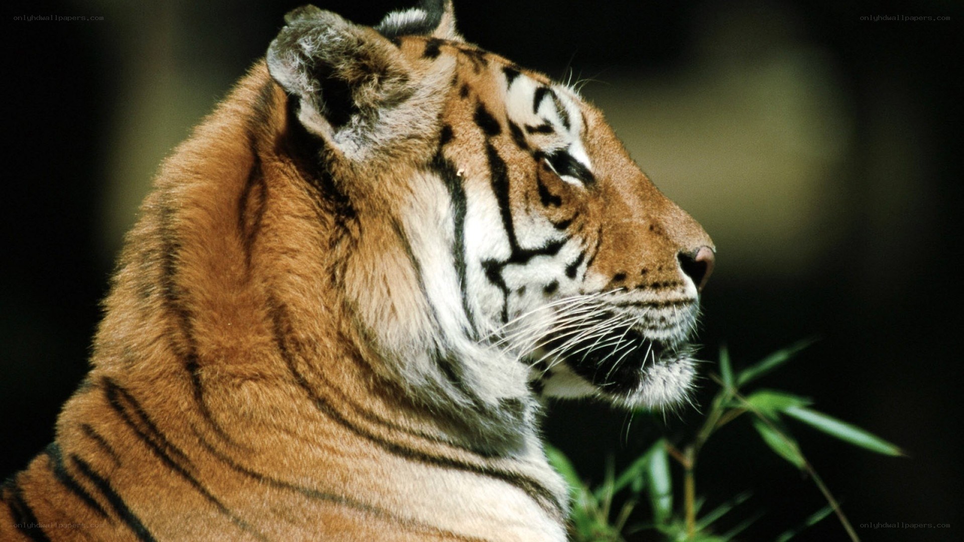 tiger in profile