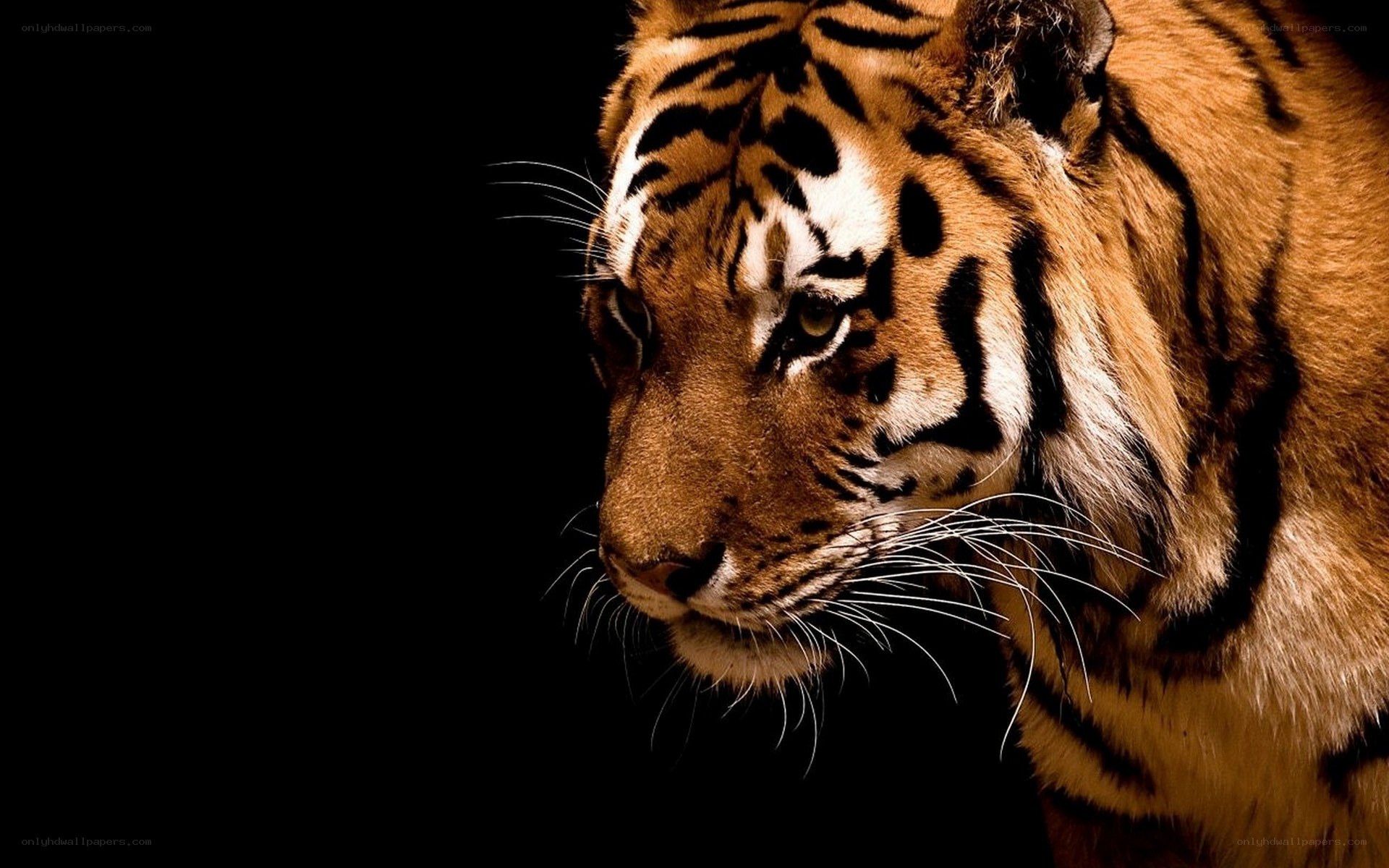 tiger in profile against black