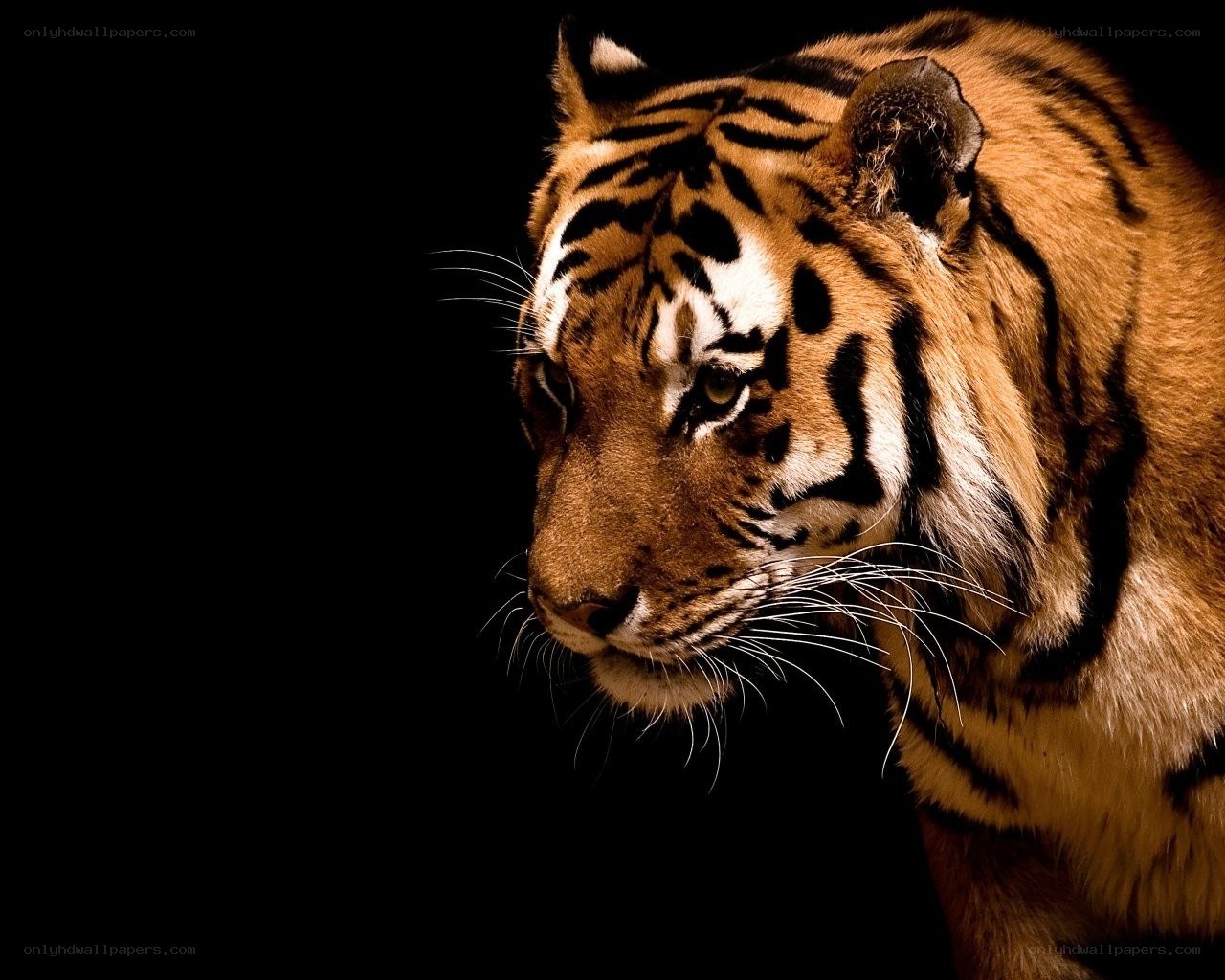 tiger in profile against black