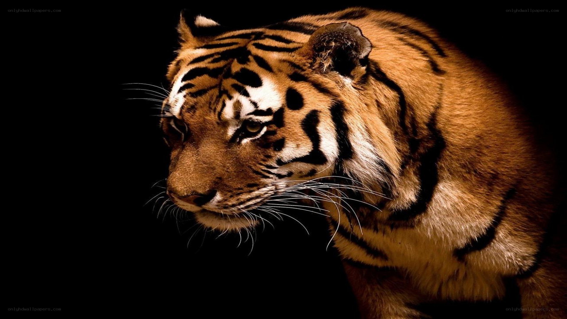 tiger in profile against black